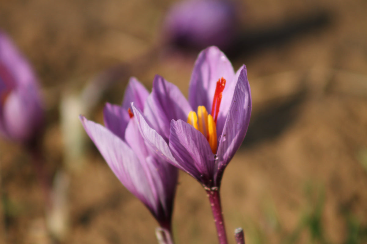 Afghan Saffron Filament (Bulk)
