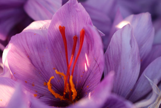 Afghan Saffron Filament (Bulk)